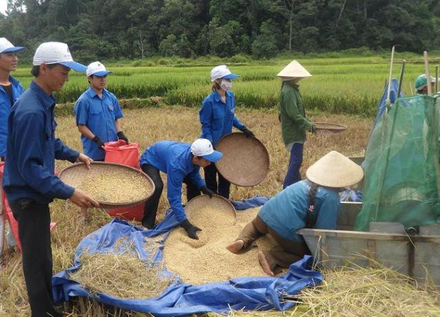 Trần Công Minh (đứng ngoài cùng, bên trái) cùng các sinh viên tình nguyện trong trường giúp bà con nông dân gặt lúa. Trần Công Minh (đứng ngoài cùng, bên trái) cùng các sinh viên tình nguyện trong trường giúp bà con nông dân gặt lúa.