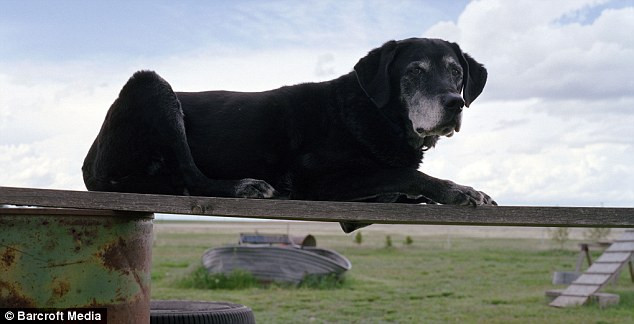 Merlyn và chủ nhân của mình đã làm việc 5 ngày kể từ ngày 24/9 tại đống đổ nát của tòa tháp đôi.