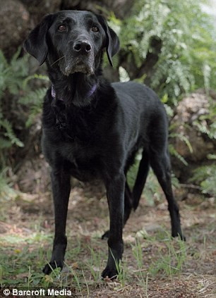 Abigail tham gia cứu hộ 10 ngày kể từ ngày 17/9.