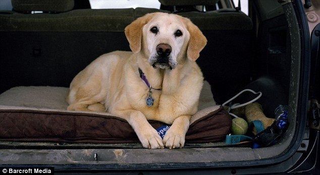 Hoke cùng chủ nhân tham gia cứu hộ từ ngày 24-29/9.