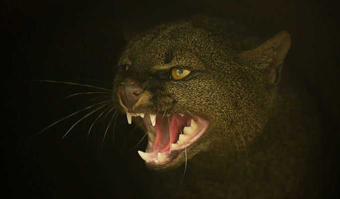 Mèo khổng lồ giống puma