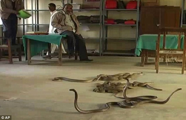 Hàng chục con rắn đã khiến văn phòng thuế ở Basti, bang Uttar Pradesh, Ấn Độ bị náo loạn một phen Hàng chục con rắn đã khiến văn phòng thuế ở Basti, bang Uttar Pradesh, Ấn Độ bị náo loạn một phen