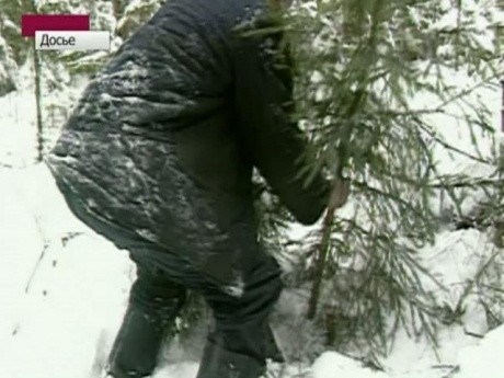 Những hành vi chặt trộm cây thông trang trí sẽ bị xử phạt hành chính nặng.