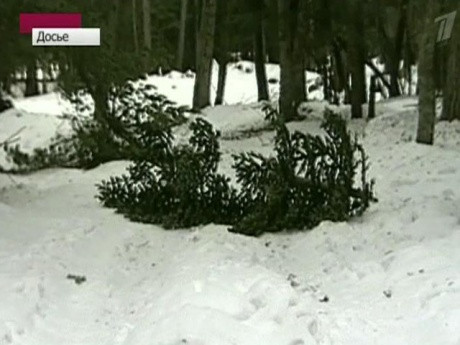 Hiện trường sau một vụ chặt trộm cây thông ở Moscow