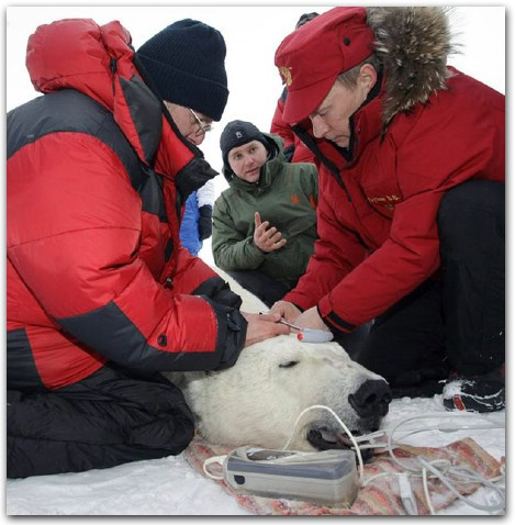 Thủ tướng Nga và gấu Bắc Cực