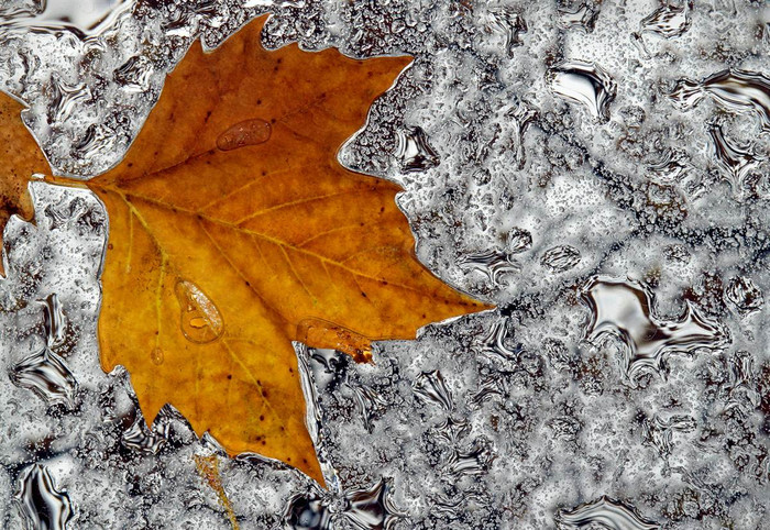 Một chiếc lá vàng bị mắc kẹt trên tấm kính ẩm ướt của một trạm xe bus tại Portland, Oregon hôm 21/11. Một chiếc lá vàng bị mắc kẹt trên tấm kính ẩm ướt của một trạm xe bus tại Portland, Oregon hôm 21/11.