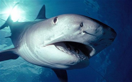 Cá mập hổ