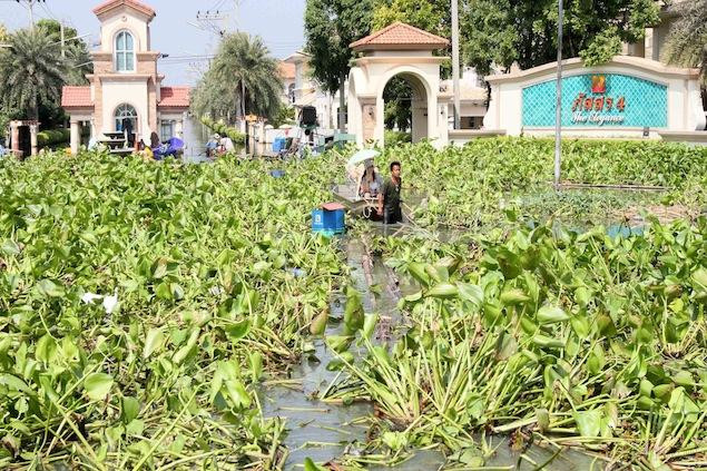 Rác và bèo trôi nổi tới khu dân cư theo nước lũ lụt