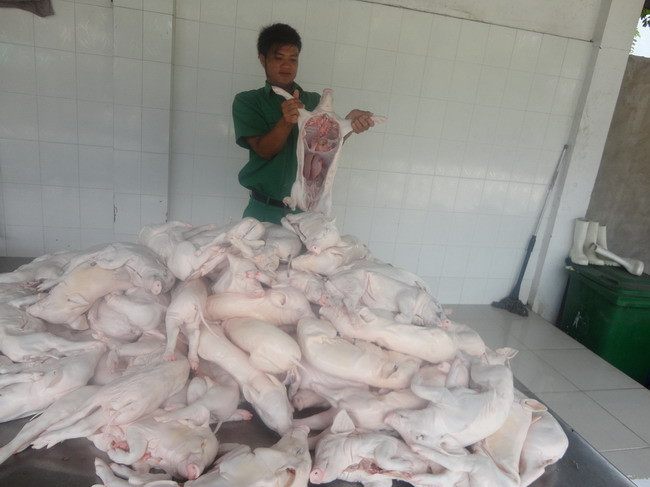 110 con heo sữa tương đương 359 kg bị tiêu hủy do không đảm bảo vệ sinh.