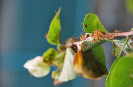 Tổng trọng lượng của loài kiến nặng hơn tổng trọng lượng của tất cả con người trên Trái đất. Tổng trọng lượng của loài kiến nặng hơn tổng trọng lượng của tất cả con người trên Trái đất.