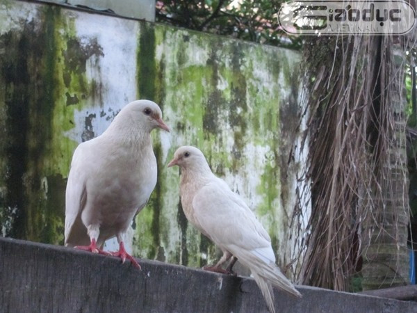 Cựu tù binh Kiều Văn Uỵch cho biết, những con chim bồ câu được nuôi tại đây là khát vọng tự do, hòa bình muôn đời của dân tộc Việt Nam. Cựu tù binh Kiều Văn Uỵch cho biết, những con chim bồ câu được nuôi tại đây là khát vọng tự do, hòa bình muôn đời của dân tộc Việt Nam.