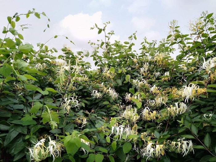 Kim ngân hoa có thể loại bỏ virus cúm. Kim ngân hoa có thể loại bỏ virus cúm.