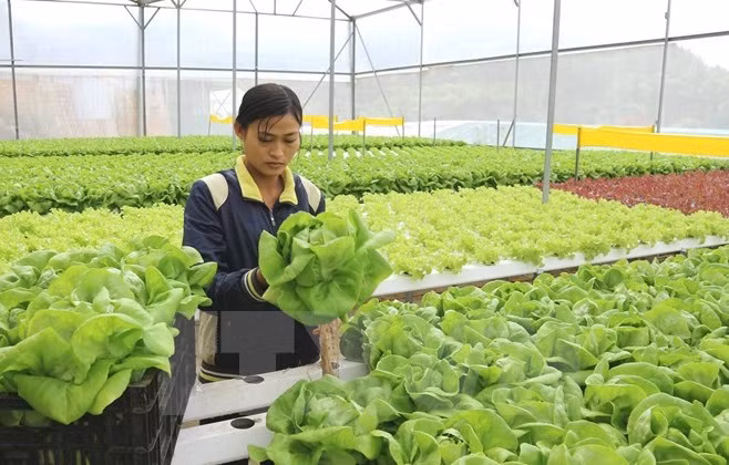 Phát triển nông nghiệp là một trong những lợi thế của Việt Nam. ảnh: TTXVN.