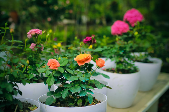 Hoa tươi giúp cho tâm trạng của con người tốt hơn. Hoa tươi giúp cho tâm trạng của con người tốt hơn.