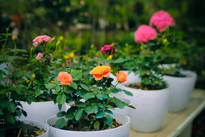 Hoa tươi giúp cho tâm trạng của con người tốt hơn.