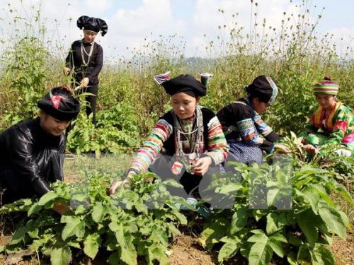 Nghị định số 65/2017/NĐ-CP quy định cụ thể chính sách dành cho nuôi trồng, khai thác dược liệu. ảnh minh họa: TTXVN. Nghị định số 65/2017/NĐ-CP quy định cụ thể chính sách dành cho nuôi trồng, khai thác dược liệu. ảnh minh họa: TTXVN.