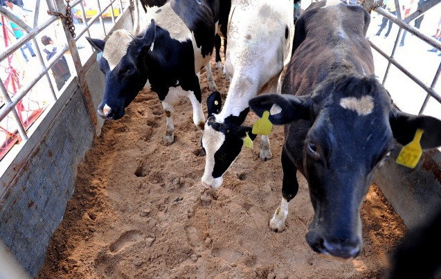 Các cô bò tơ HF của Mỹ. Các cô bò tơ HF của Mỹ.