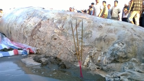 Cá voi - loài vật linh thiêng của ngư dân.