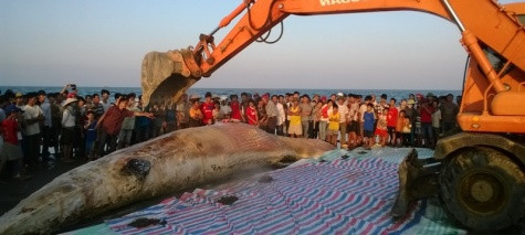 Dùng máy cẩu để đưa xác cá voi vào bạt.