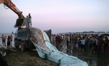 Và cẩu xác cá lên xe để đưa đi chôn cất.