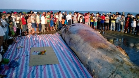 Hàng trăm người dân có mặt tại hiện trường để chứng kiến cảnh mai táng cá voi.