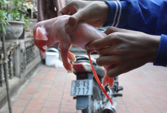 Chú lợn con vừa được sinh ra có hình thù giống con voi (ảnh : báo VH&ĐS) Chú lợn con vừa được sinh ra có hình thù giống con voi (ảnh : báo VH&ĐS)