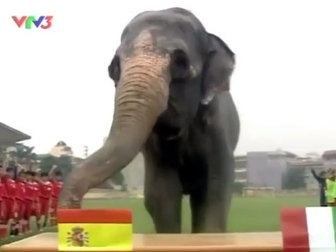 Voi Nana đoán TBN vô địch. Voi Nana đoán TBN vô địch.