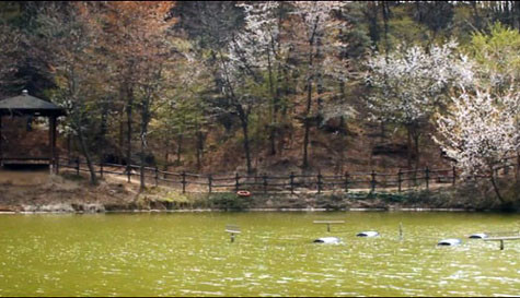 Cảnh thơ mộng của công viên Benesueda trong trường