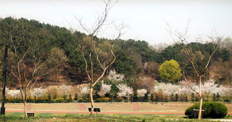 Khung cảnh quá lãng mạn đối với một sân thể thao