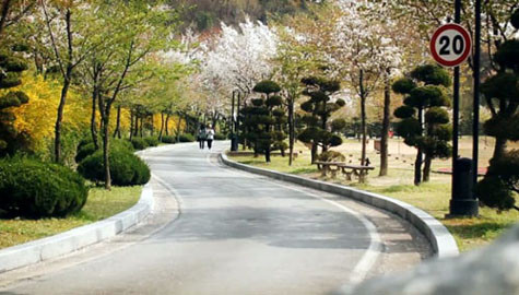 Hoa anh đào rực rỡ vào mùa xuân