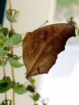 Ngụy trang Ngụy trang