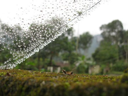 Lưới sương Lưới sương