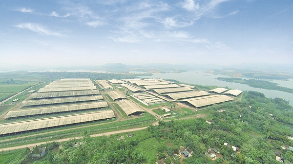 Trang trại bò sữa TH - Một dự án tiêu biểu do BAC A BANK tư vấn đầu tư.