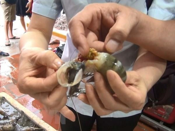 Phát hiện chất đặc sánh màu xanh đen đậm đặc trong thân và đầu tôm tại một cơ sở kinh doanh. (Ảnh: Khiếu Tư/TTXVN) Phát hiện chất đặc sánh màu xanh đen đậm đặc trong thân và đầu tôm tại một cơ sở kinh doanh. (Ảnh: Khiếu Tư/TTXVN)