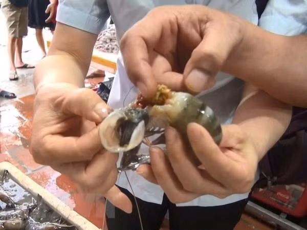 Phát hiện chất đặc sánh màu xanh đen đậm đặc trong thân và đầu tôm tại một cơ sở kinh doanh. (Ảnh: Khiếu Tư/TTXVN)