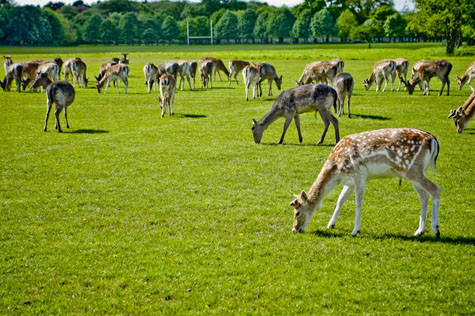 Hươu hoang dã sinh sống tự nhiên trong công viên Phoenix. Đây là một đặc trưng và là điểm khác biệt của công viên Phoenix với các công viên khác khi có nhiều loài động vật có vú và chim sinh sống, đặc biệt là những loài động vật hoang dã. Hươu hoang dã sinh sống tự nhiên trong công viên Phoenix. Đây là một đặc trưng và là điểm khác biệt của công viên Phoenix với các công viên khác khi có nhiều loài động vật có vú và chim sinh sống, đặc biệt là những loài động vật hoang dã.