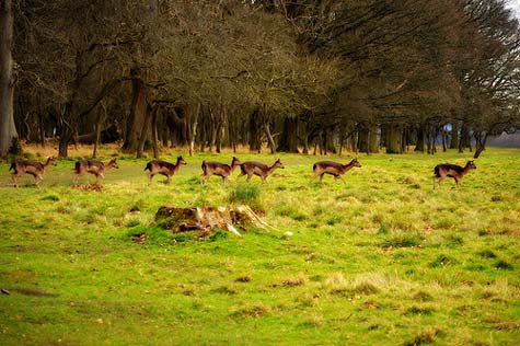 Những đàn hươu hoang dã sinh sống trong công viên Phoenix từ năm 1660. Những đàn hươu hoang dã sinh sống trong công viên Phoenix từ năm 1660.
