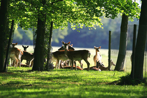 Ngắm hươu là một trong những hoạt động hấp dẫn đối với khách du lịch và những người đến thăm quan tại công viên Phoenix. Ngắm hươu là một trong những hoạt động hấp dẫn đối với khách du lịch và những người đến thăm quan tại công viên Phoenix.