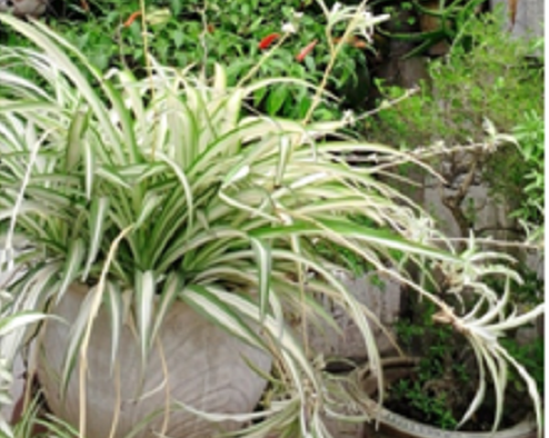 Chiến thuật thời nay phải là “một đòn … chết tươi” ảnh 2 Chiến thuật thời nay phải là “một đòn … chết tươi” ảnh 2