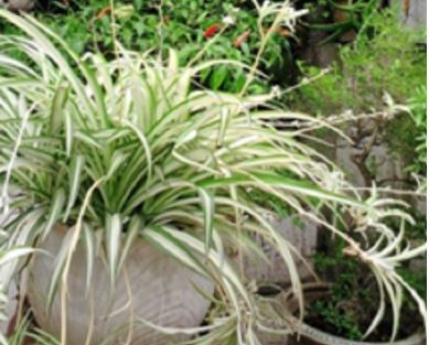 Hình ảnh Cỏ Lục thảo trổ (Ảnh: tác giả cung cấp)