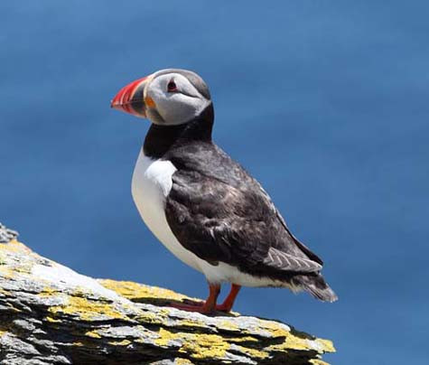Loài chim Điên (Gannet) nổi tiếng trên đảo Skellig Micheal Loài chim Điên (Gannet) nổi tiếng trên đảo Skellig Micheal