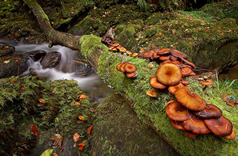 Công viên quốc gia Killarney
