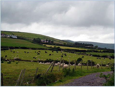 Quang cảnh yên bình trên bán đảo Dingle Quang cảnh yên bình trên bán đảo Dingle
