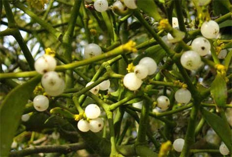 Lá tầm gửi được đặt dưới gối để đón năm mới Lá tầm gửi được đặt dưới gối để đón năm mới