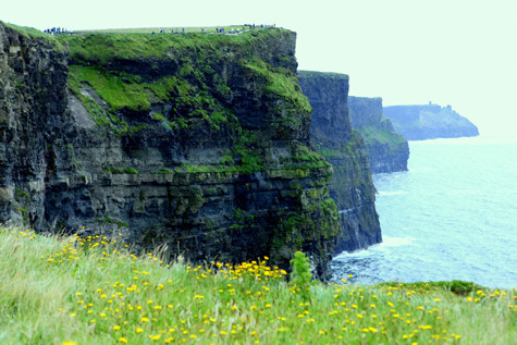 Hoa bồ công anh trên đỉnh cliffs of moher