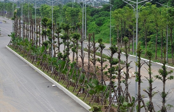 Cây xanh dọc tuyến đường đã được bao phủ toàn bộ.