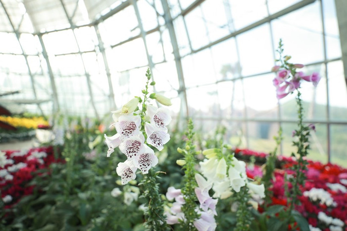 Vườn hoa lan nhiệt đời với hàng trăm loại lan quý hiếm. Vườn hoa lan nhiệt đời với hàng trăm loại lan quý hiếm.