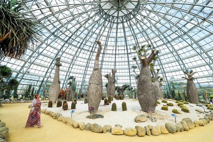 Một góc “hoang mạc châu Phi” với hàng trăm loài xương rồng và những cây Baobab đã tồn tại trên trái đất gần 3 thế kỷ. Một góc “hoang mạc châu Phi” với hàng trăm loài xương rồng và những cây Baobab đã tồn tại trên trái đất gần 3 thế kỷ.