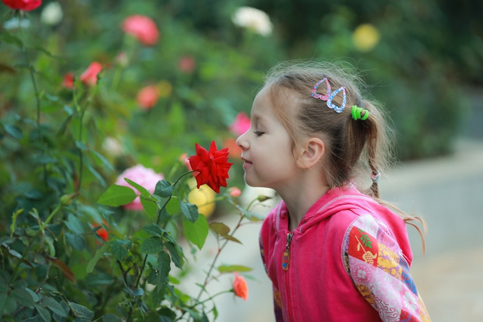 Du khách nhí “lạc lối” giữa vườn hồng kiêu sa, rực rỡ. Du khách nhí “lạc lối” giữa vườn hồng kiêu sa, rực rỡ.