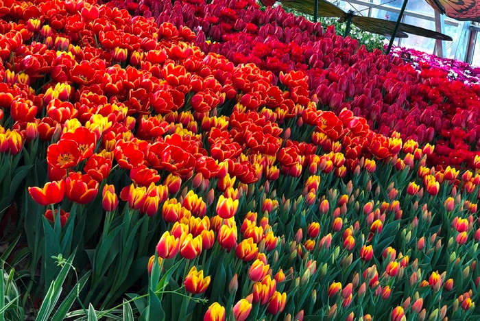 Khu vườn Châu Âu với những làn hoa tulip rực rỡ sắc màu “đốn tim” du khách. Khu vườn Châu Âu với những làn hoa tulip rực rỡ sắc màu “đốn tim” du khách.